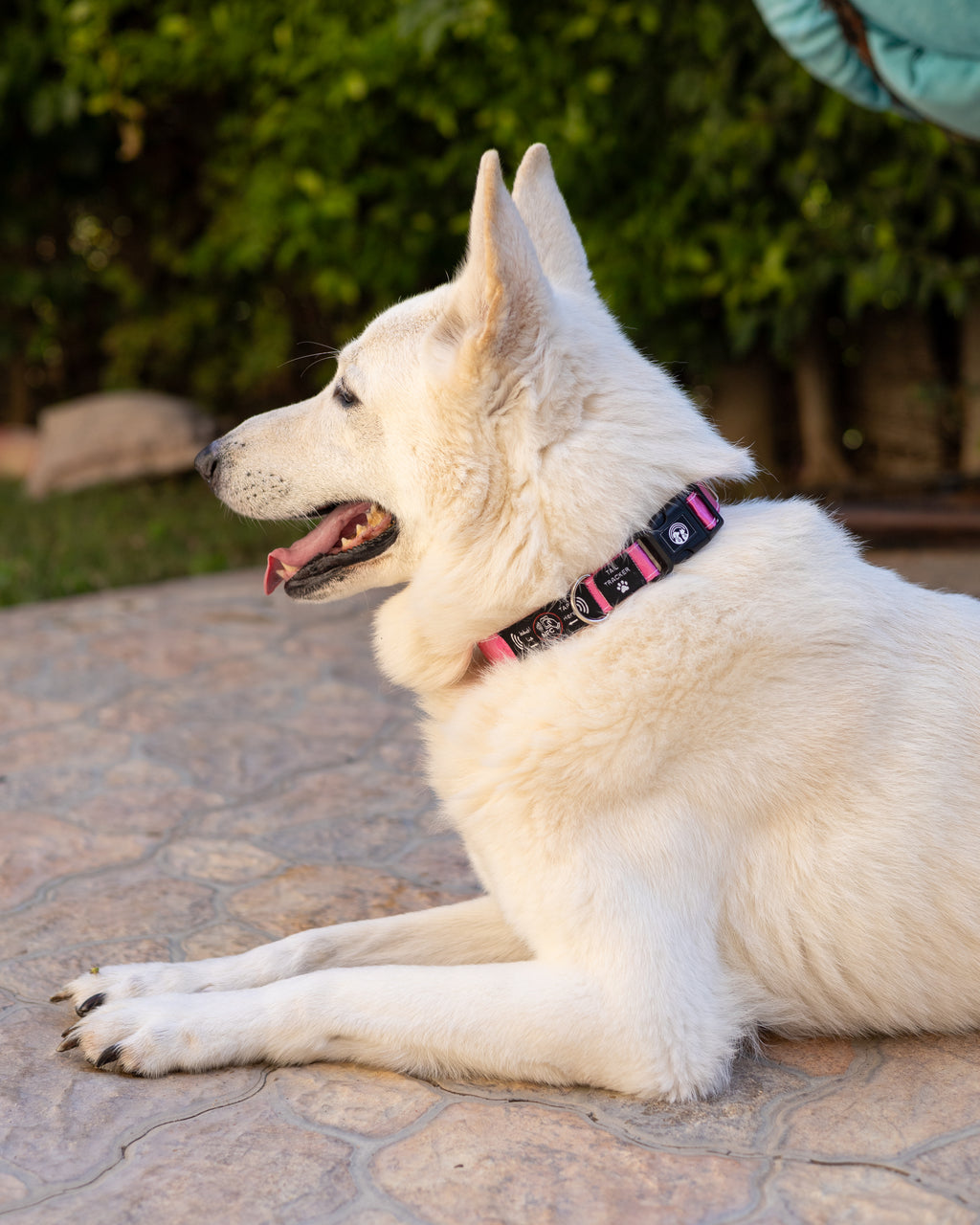 NFC Smart Dog Collar – Pink