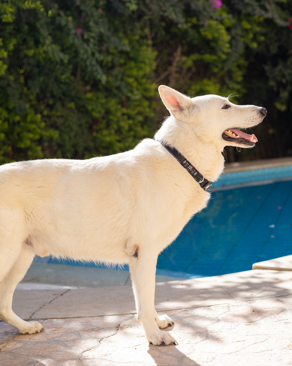 NFC Smart Dog Collar – Black