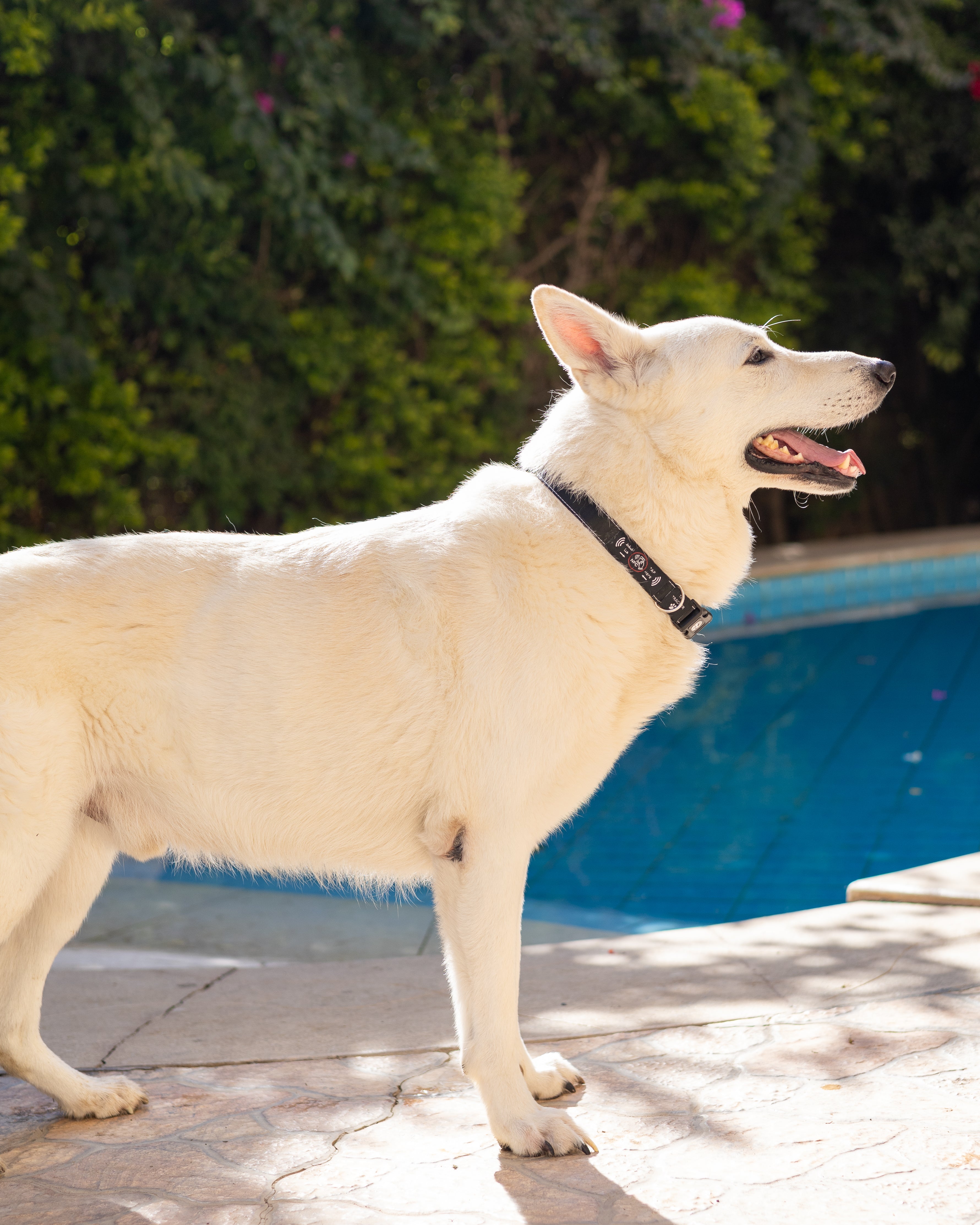 NFC Smart Dog Collar – Black