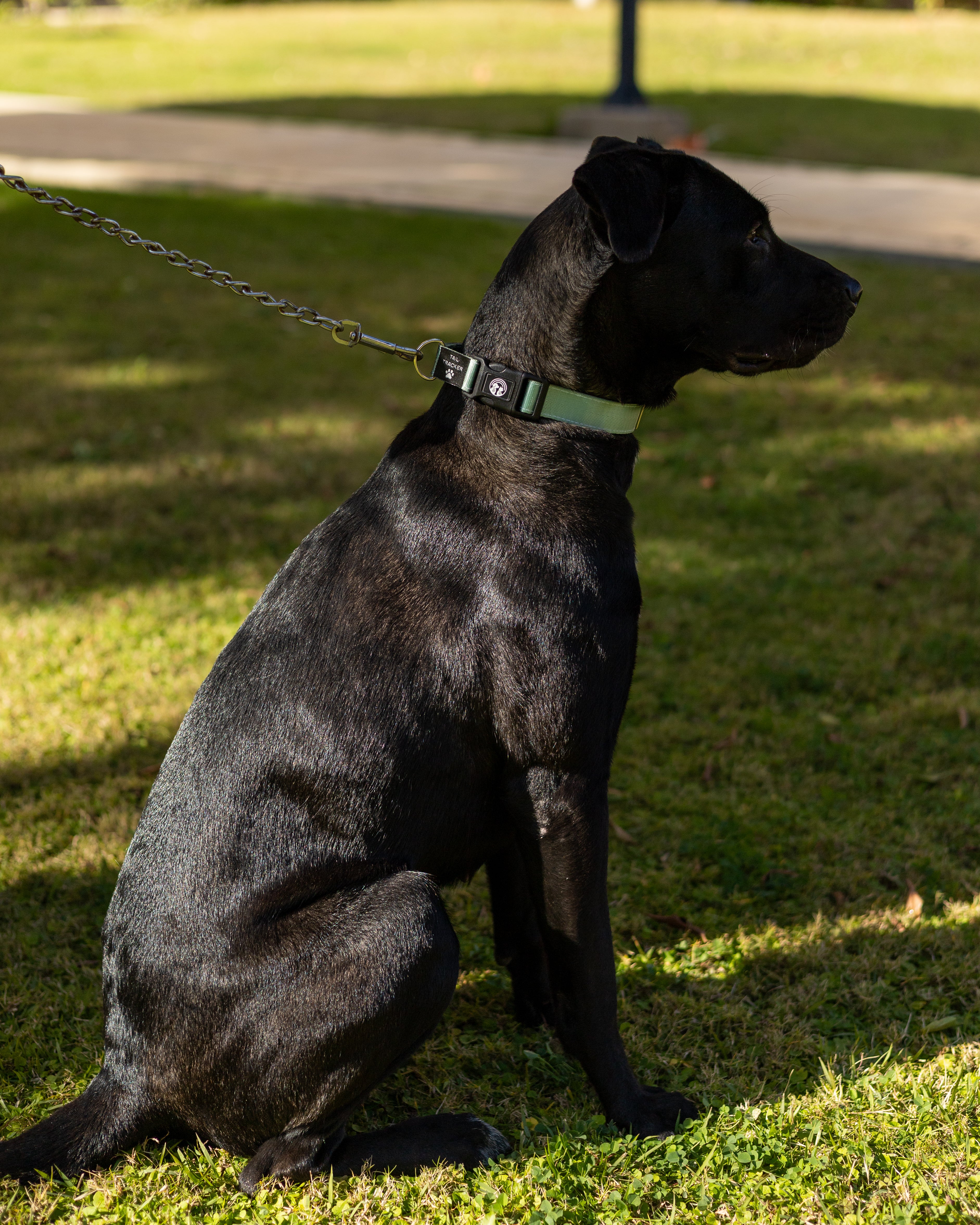 NFC Smart Dog Collar – Green