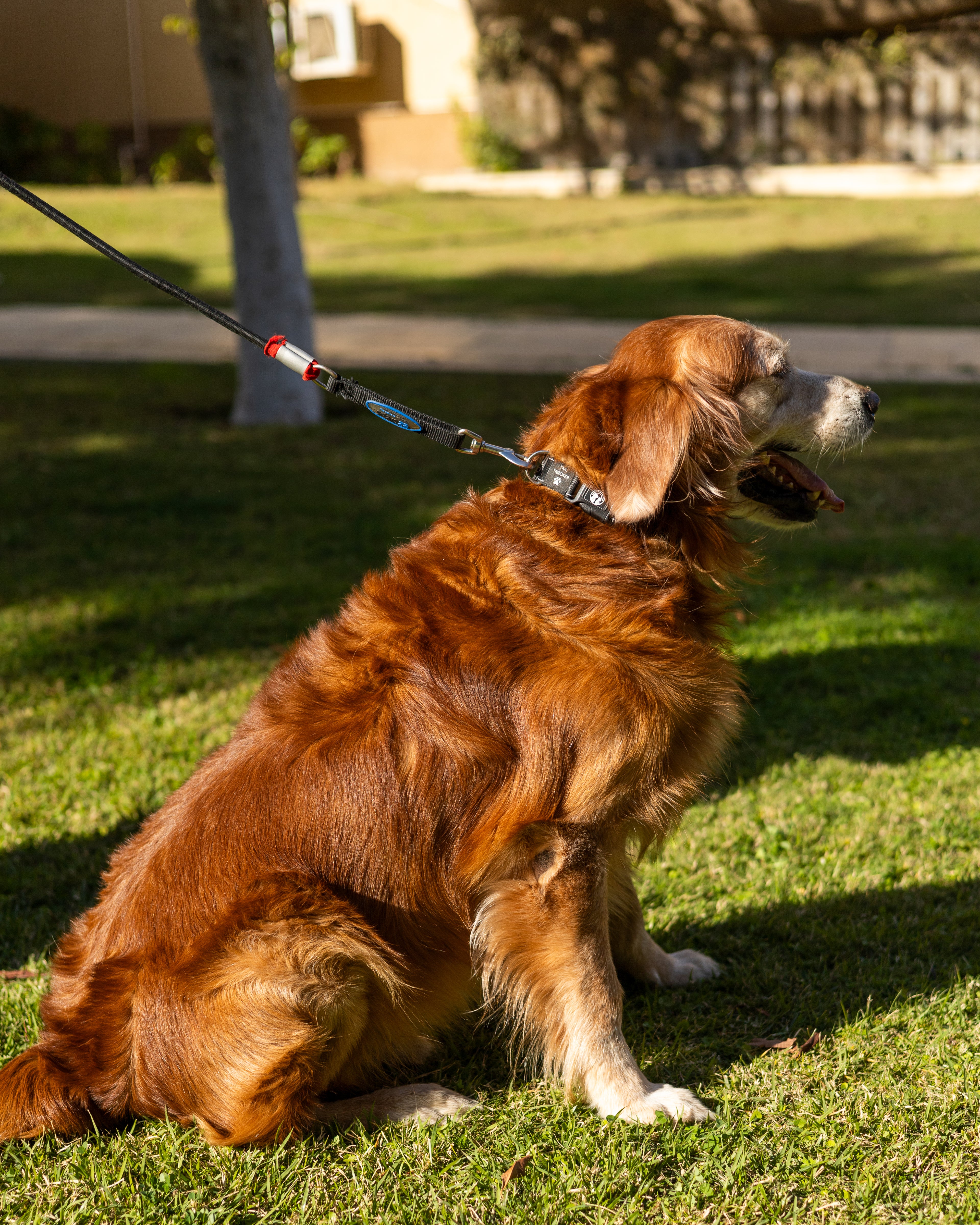 NFC Smart Dog Collar – Black