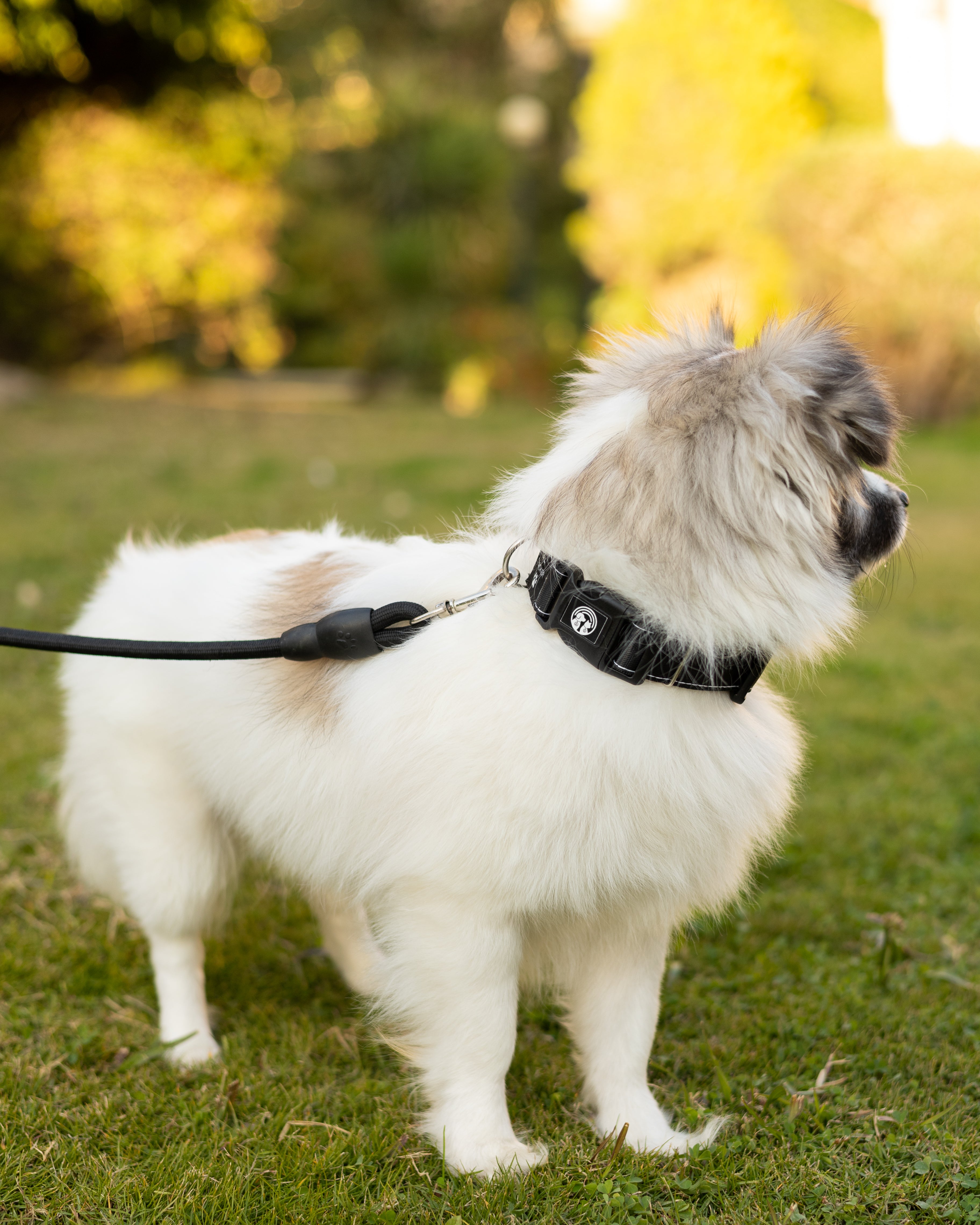 NFC Smart Dog Collar – Black