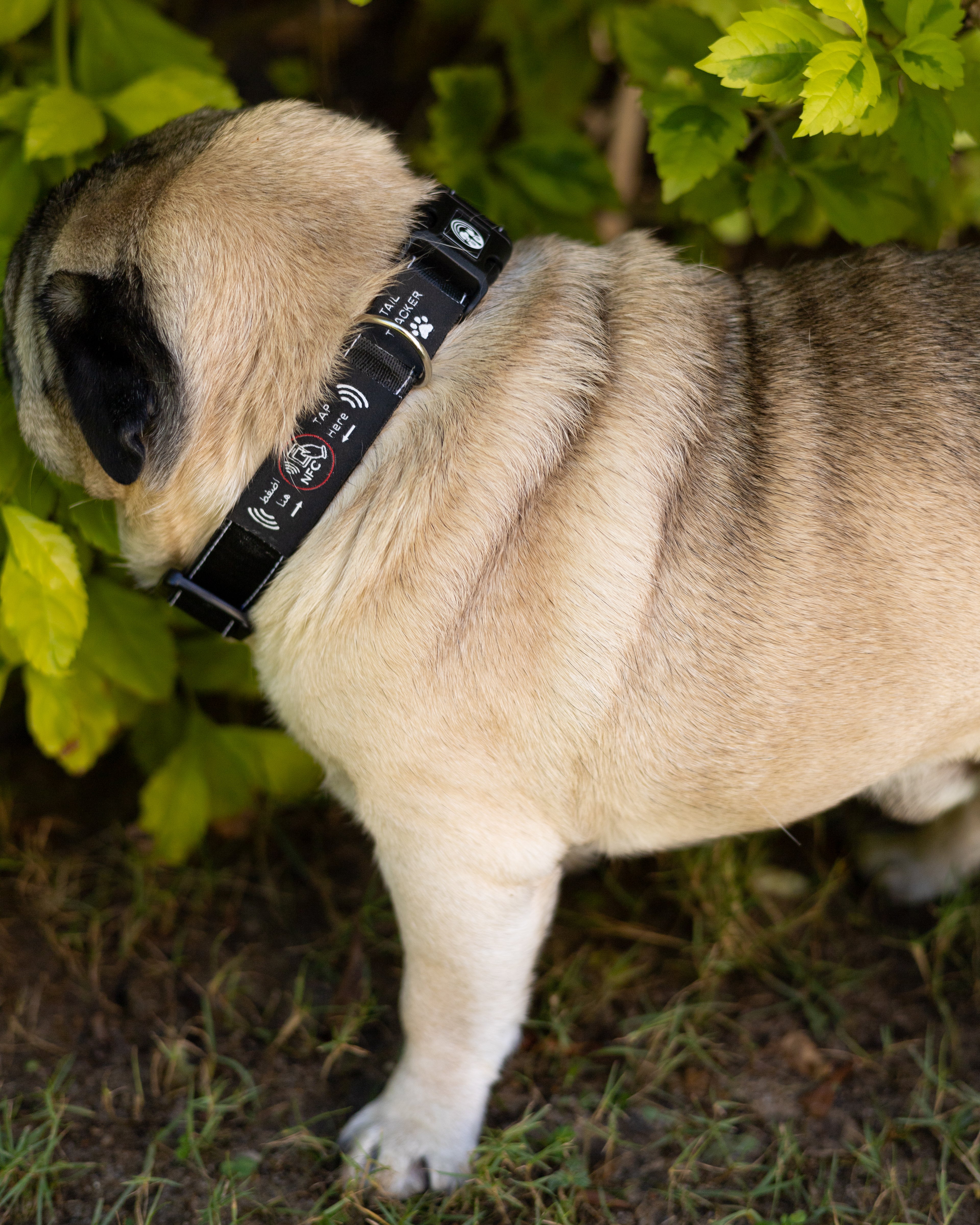 NFC Smart Dog Collar – Black