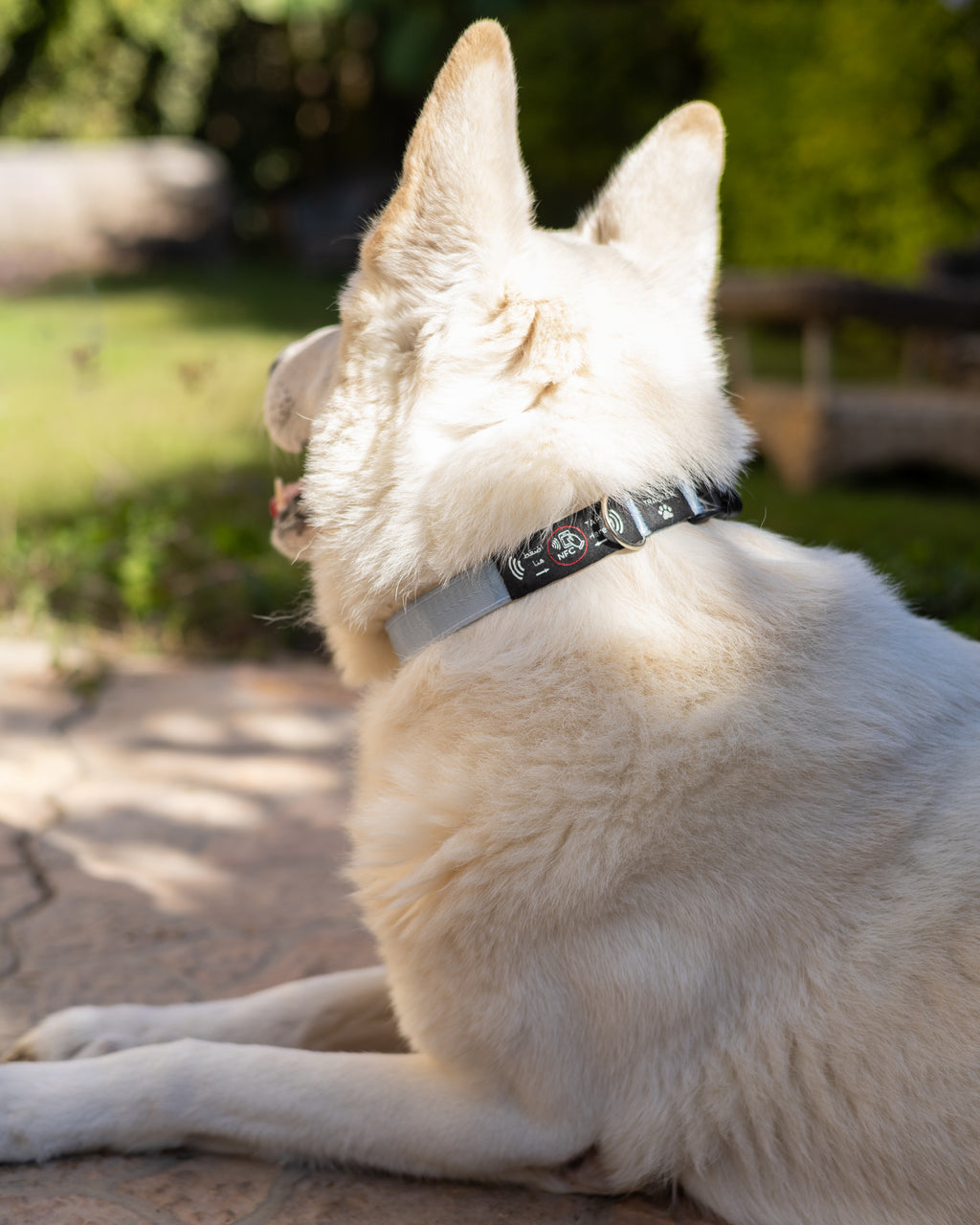 NFC Smart Dog Collar –  Blue