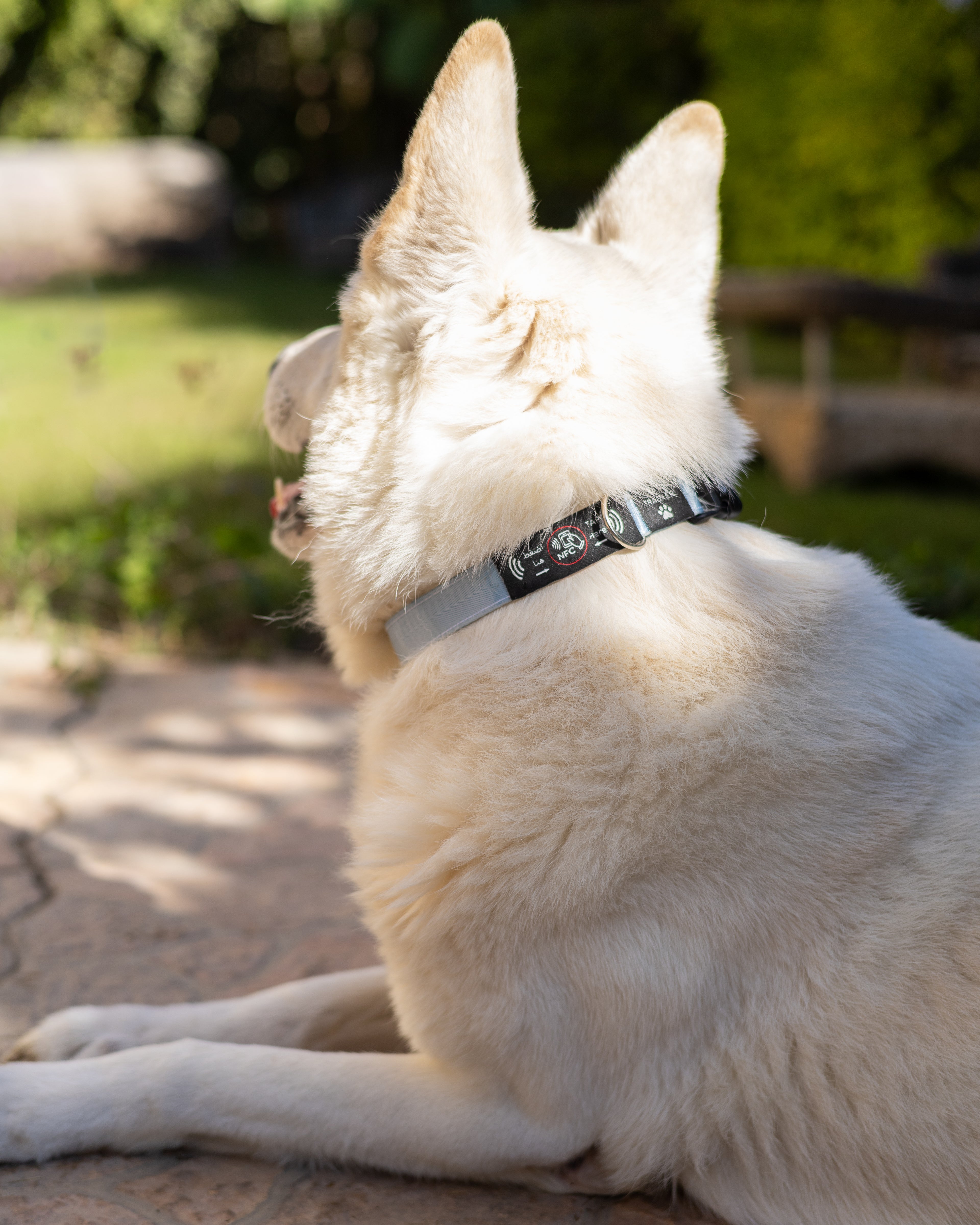 NFC Smart Dog Collar –  Blue