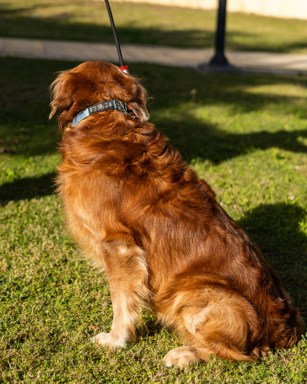 NFC Smart Dog Collar –  Blue