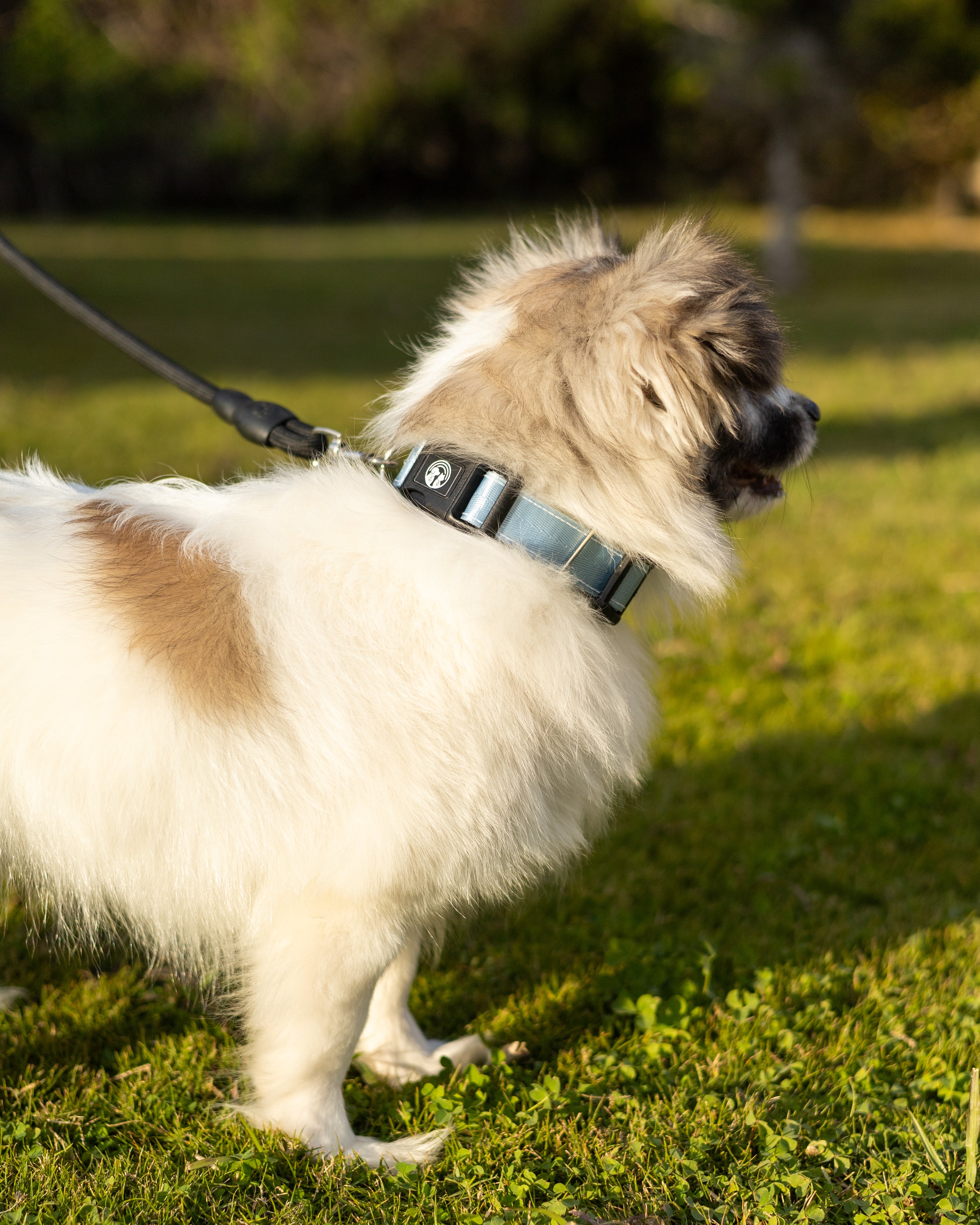 NFC Smart Dog Collar –  Blue