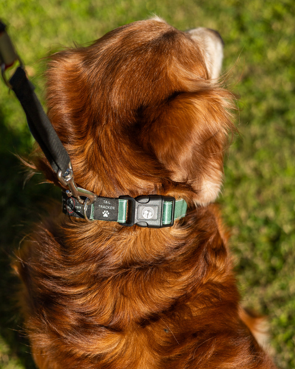 NFC Smart Dog Collar – Green