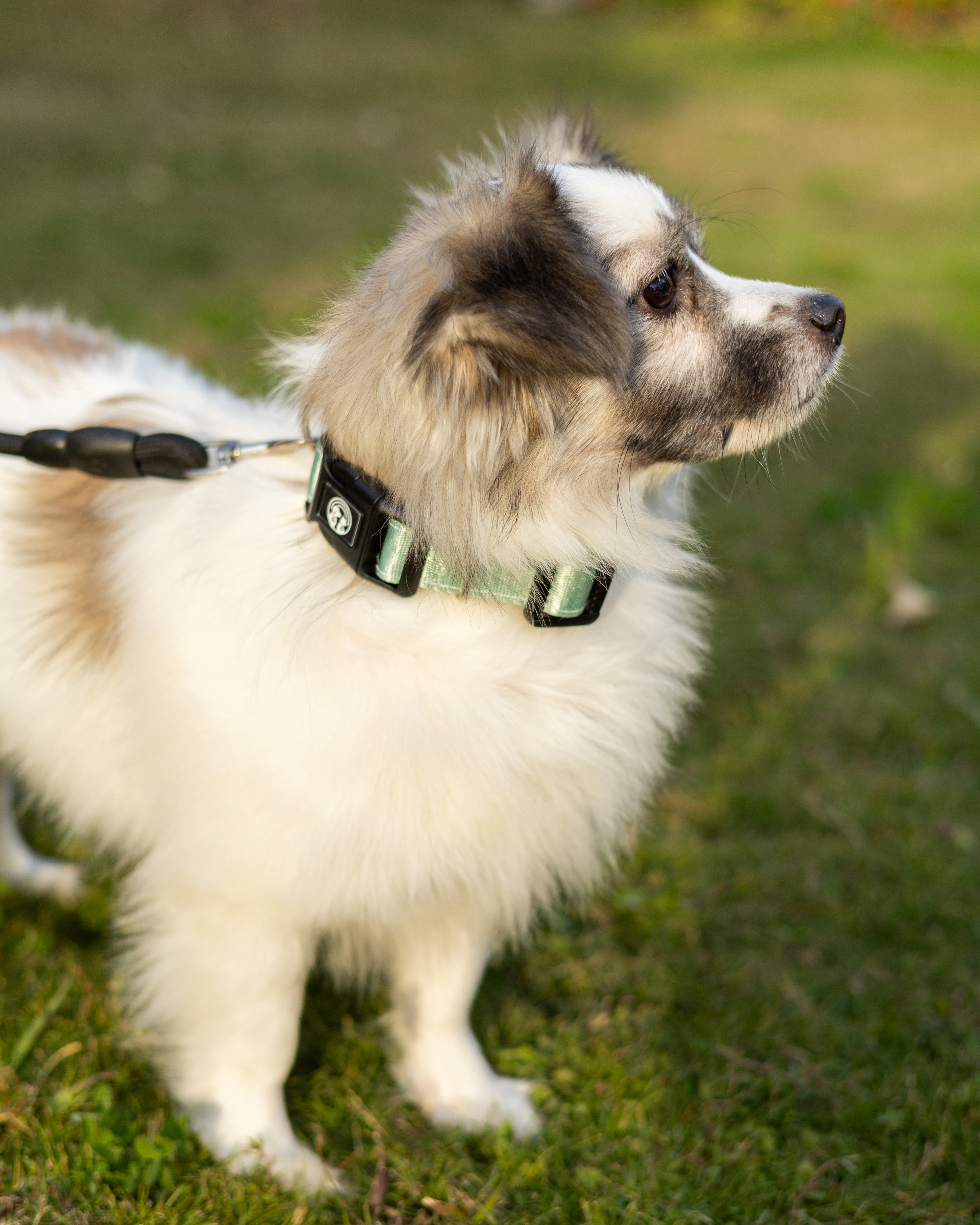 NFC Smart Dog Collar – Green