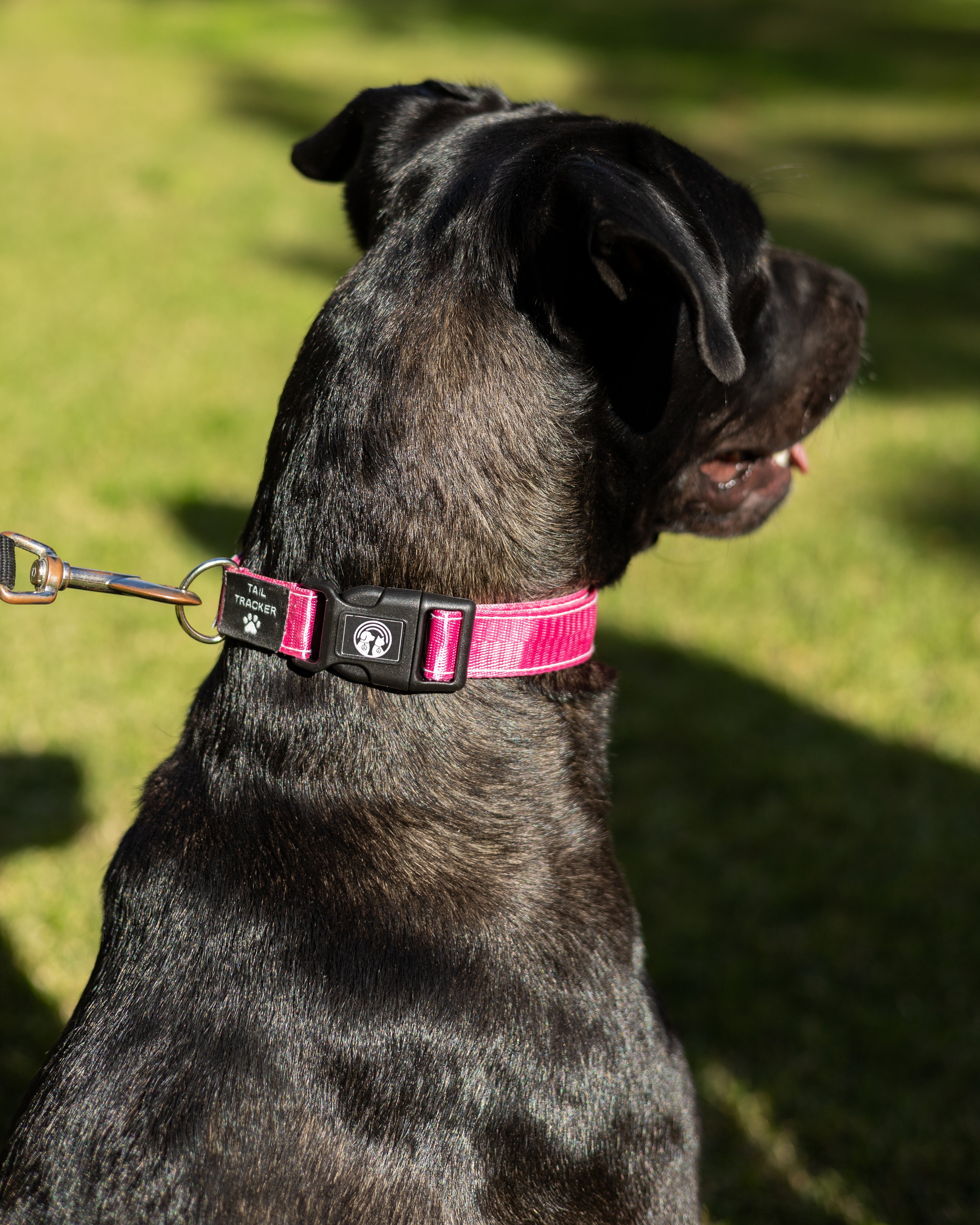 NFC Smart Dog Collar – Pink