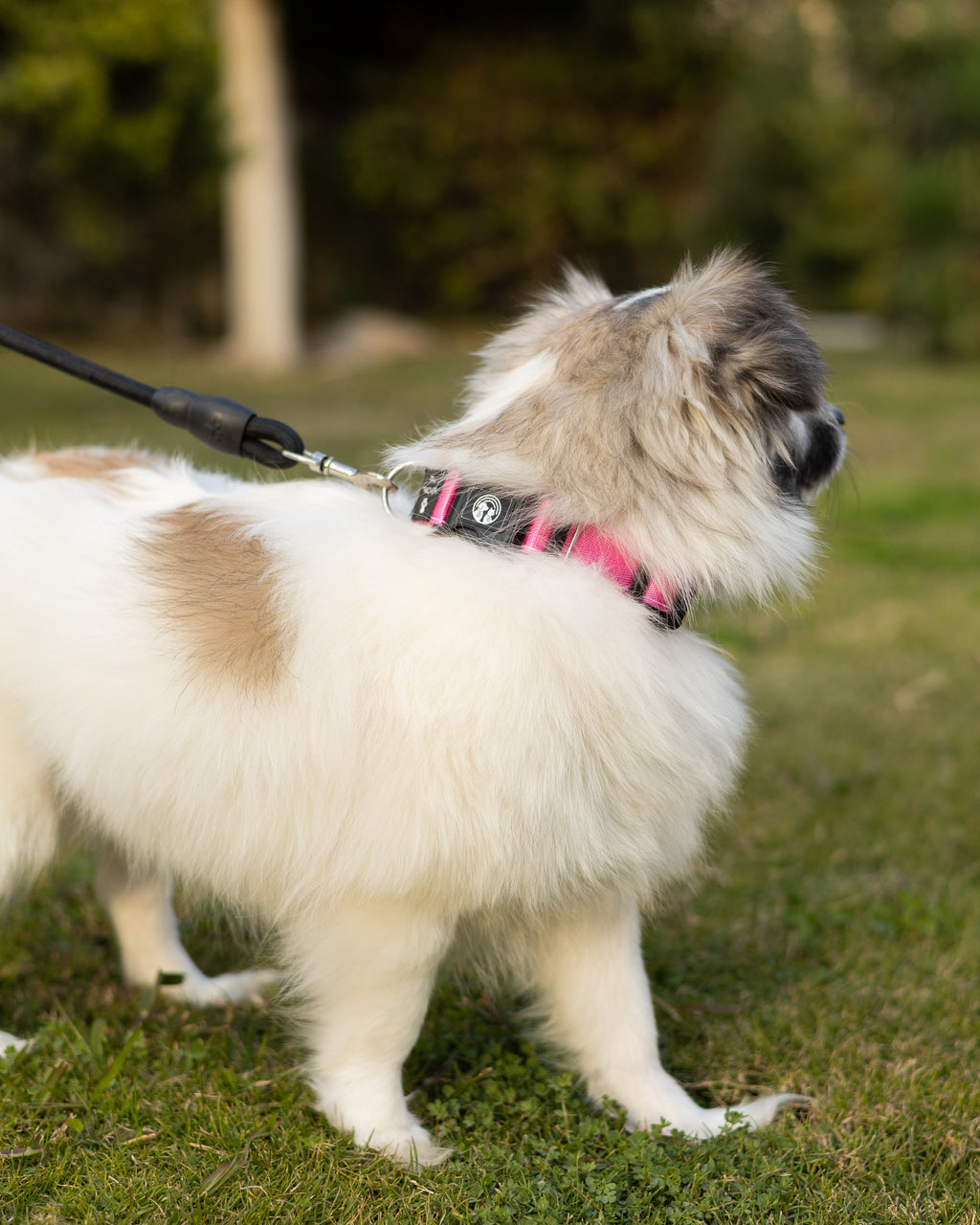 NFC Smart Dog Collar – Pink
