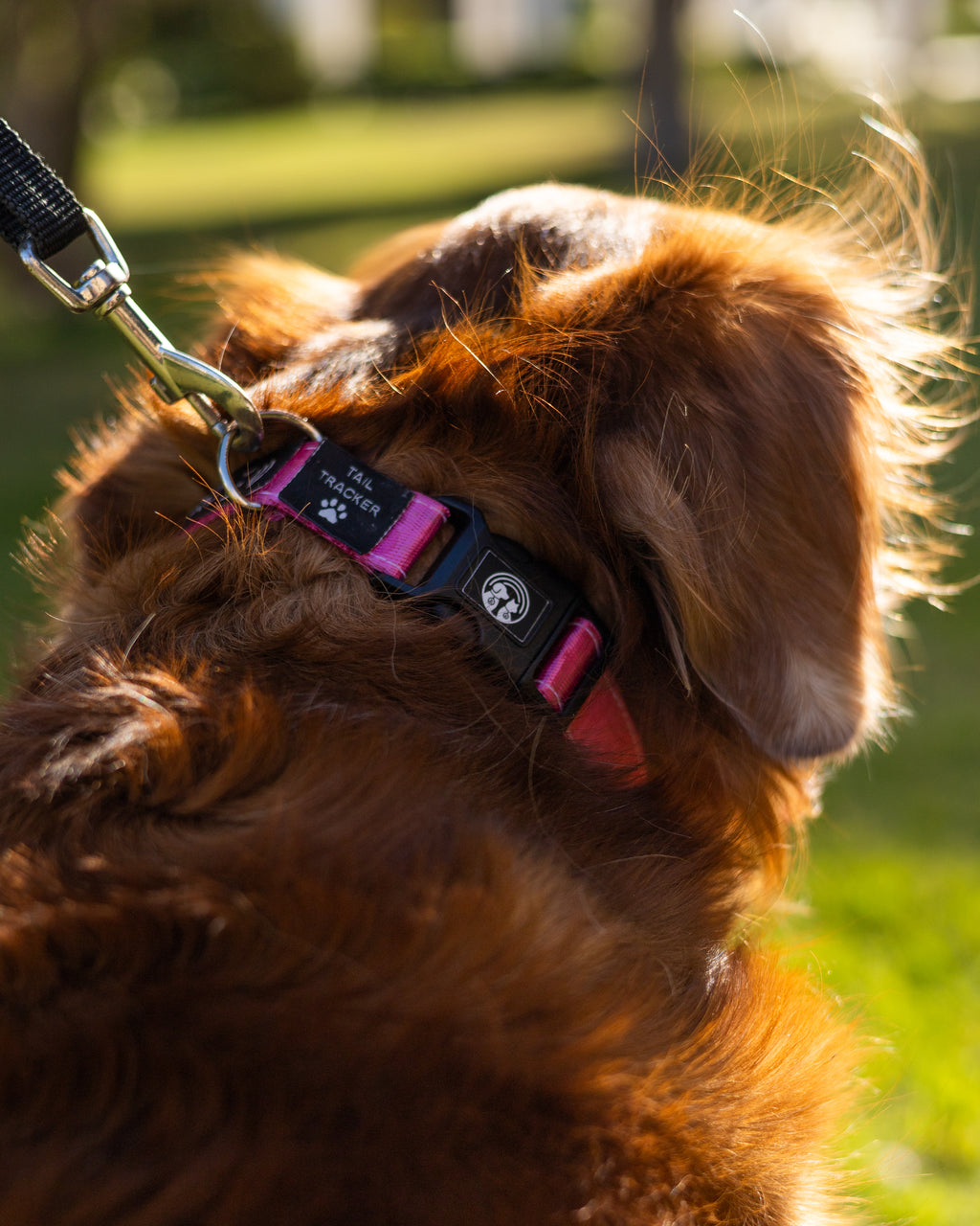 NFC Smart Dog Collar – Pink